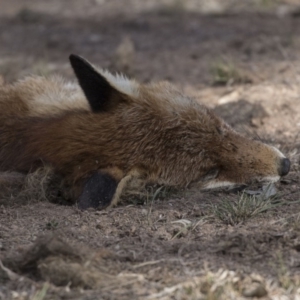 Vulpes vulpes at Farrer, ACT - 14 Jun 2018 12:59 PM