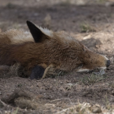 Vulpes vulpes (Red Fox) at Farrer Ridge - 14 Jun 2018 by Alison Milton