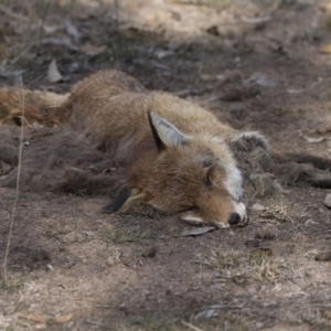 Vulpes vulpes at Farrer, ACT - 14 Jun 2018 12:59 PM