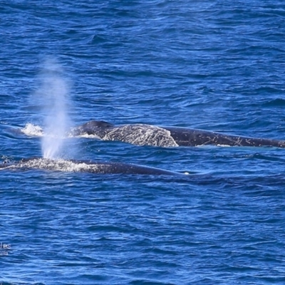 Megaptera novaeangliae (Humpback Whale) at Undefined - 27 Jun 2016 by Charles Dove