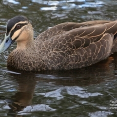 Anas superciliosa (Pacific Black Duck) at Undefined - 30 Jun 2016 by CharlesDove