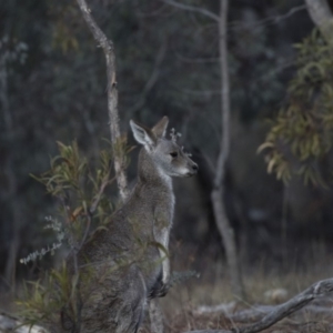 Macropus giganteus at Farrer, ACT - 14 Jun 2018 01:34 PM