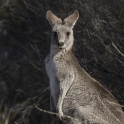 Macropus giganteus (Eastern Grey Kangaroo) at Farrer Ridge - 14 Jun 2018 by Alison Milton