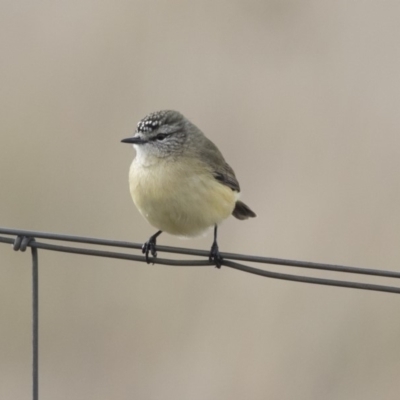 Acanthiza chrysorrhoa (Yellow-rumped Thornbill) at Nicholls, ACT - 13 Jun 2018 by Alison Milton