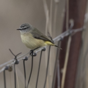 Acanthiza chrysorrhoa at Nicholls, ACT - 13 Jun 2018