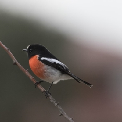 Petroica boodang (Scarlet Robin) at Harcourt Hill - 13 Jun 2018 by AlisonMilton