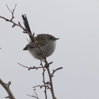 Malurus cyaneus (Superb Fairywren) at Harcourt Hill - 13 Jun 2018 by AlisonMilton