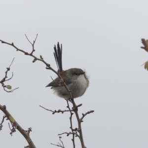 Malurus cyaneus at Nicholls, ACT - 13 Jun 2018