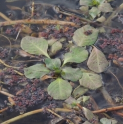 Ludwigia sp. (Water-primrose or water-purslane) at Campbell, ACT - 28 May 2018 by michaelb