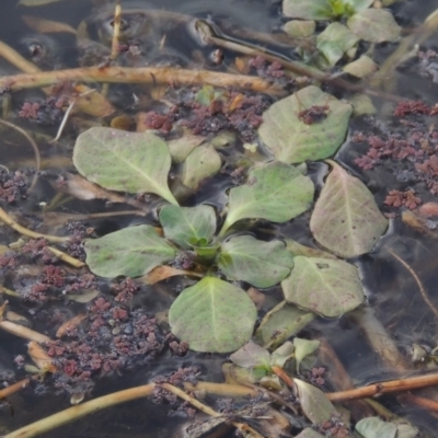 Ludwigia sp. (Water-primrose or water-purslane) at Campbell, ACT - 28 May 2018 by michaelb