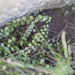 Asplenium flabellifolium (Necklace Fern) at Michelago, NSW - 13 Nov 2011 by Illilanga