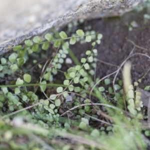 Asplenium flabellifolium at Illilanga & Baroona - 13 Nov 2011 02:48 PM