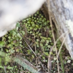 Asplenium flabellifolium at Illilanga & Baroona - 13 Nov 2011 02:48 PM