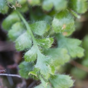 Asplenium subglandulosum at Illilanga & Baroona - 22 Oct 2014