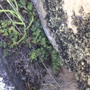 Pleurosorus rutifolius at Illilanga & Baroona - 22 Oct 2014