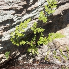 Cheilanthes sieberi (Rock Fern) at Michelago, NSW - 22 Oct 2014 by Illilanga