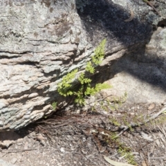 Cheilanthes sieberi at Illilanga & Baroona - 22 Oct 2014 01:37 PM