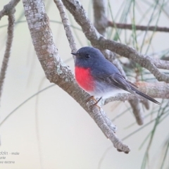 Petroica rosea (Rose Robin) at Lake Tabourie, NSW - 24 Jun 2016 by CharlesDove