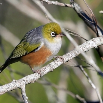 Zosterops lateralis (Silvereye) at Undefined - 27 Jun 2016 by CharlesDove