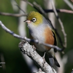 Zosterops lateralis at undefined - 27 Jun 2016 12:00 AM