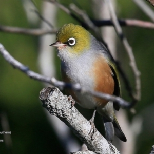 Zosterops lateralis at undefined - 27 Jun 2016 12:00 AM