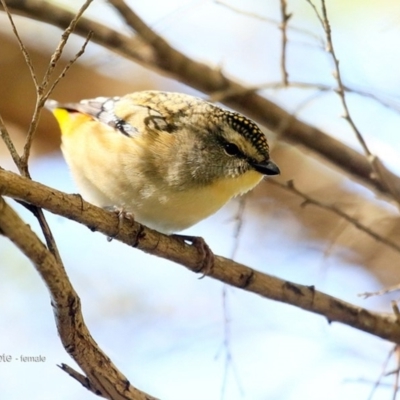 Pardalotus punctatus (Spotted Pardalote) at Undefined - 26 Jun 2016 by Charles Dove