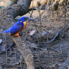 Ceyx azureus (Azure Kingfisher) at Garrads Reserve Narrawallee - 16 Jun 2016 by CharlesDove