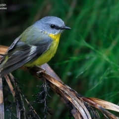 Eopsaltria australis (Eastern Yellow Robin) at Garrads Reserve Narrawallee - 17 Jun 2016 by CharlesDove