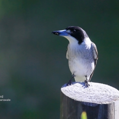 Cracticus torquatus (Grey Butcherbird) at Garrads Reserve Narrawallee - 17 Jun 2016 by CharlesDove