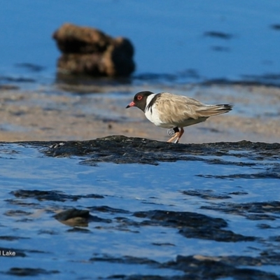 Charadrius rubricollis (Hooded Plover) at Dolphin Point, NSW - 13 Jun 2016 by Charles Dove