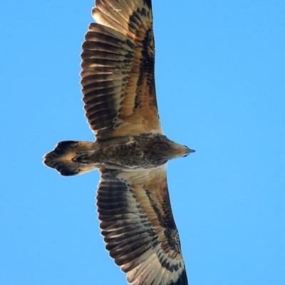 Haliaeetus leucogaster (White-bellied Sea-Eagle) at Dolphin Point, NSW - 13 Jun 2016 by Charles Dove