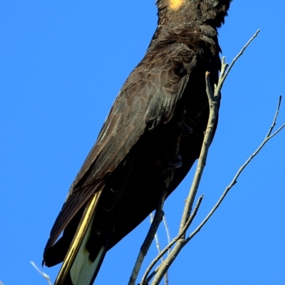 Zanda funerea (Yellow-tailed Black-Cockatoo) at South Pacific Heathland Reserve - 19 Jun 2016 by Charles Dove
