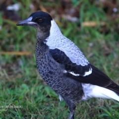 Gymnorhina tibicen (Australian Magpie) at Undefined - 14 Jun 2016 by Charles Dove