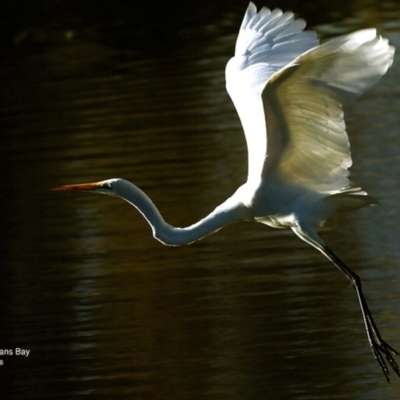 Ardea alba (Great Egret) at Undefined - 17 Jun 2016 by CharlesDove