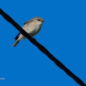 Microeca fascinans at undefined - 17 Jun 2016 12:00 AM