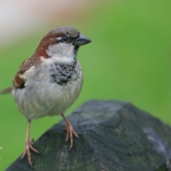 Passer domesticus (House Sparrow) at Undefined - 14 Jun 2016 by CharlesDove