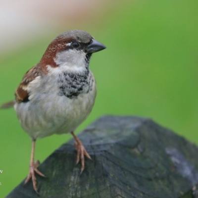 Passer domesticus (House Sparrow) at Undefined - 14 Jun 2016 by CharlesDove