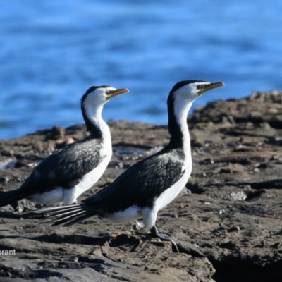 Microcarbo melanoleucos (Little Pied Cormorant) at Undefined - 14 Jun 2016 by CharlesDove