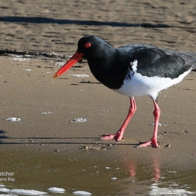 Haematopus longirostris (Australian Pied Oystercatcher) at Batemans Marine Park - 16 Jun 2016 by Charles Dove