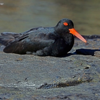 Haematopus fuliginosus (Sooty Oystercatcher) at Undefined - 13 Jun 2016 by Charles Dove