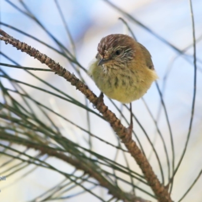 Acanthiza lineata (Striated Thornbill) at Lake Tabourie Bushcare - 16 Jun 2016 by CharlesDove