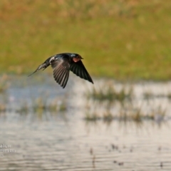 Hirundo neoxena (Welcome Swallow) at Undefined - 17 Jun 2016 by CharlesDove