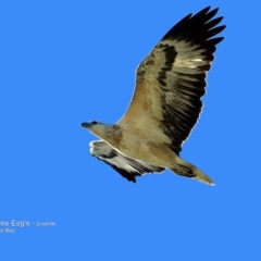 Icthyophaga leucogaster (White-bellied Sea-Eagle) at Batemans Marine Park - 17 Jun 2016 by CharlesDove
