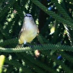 Acanthiza chrysorrhoa (Yellow-rumped Thornbill) at Undefined - 17 Jun 2016 by CharlesDove