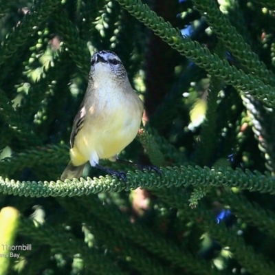 Acanthiza chrysorrhoa (Yellow-rumped Thornbill) at Undefined - 17 Jun 2016 by CharlesDove