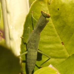 Orthodera ministralis at Fadden, ACT - 8 Feb 2018 09:51 AM