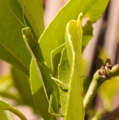 Orthodera ministralis at Fadden, ACT - 8 Feb 2018 09:51 AM