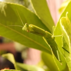 Orthodera ministralis at Fadden, ACT - 8 Feb 2018