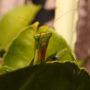 Orthodera ministralis at Fadden, ACT - 8 Feb 2018 09:51 AM