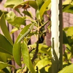 Orthodera ministralis at Fadden, ACT - 8 Feb 2018 09:51 AM